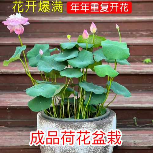 荷花盆栽带花苞发水培植物