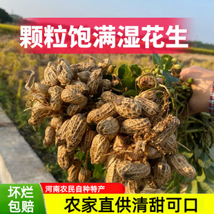 2025年新鲜湿花生带壳薄皮花生河南安徽农家自种现挖现发嫩泥花生