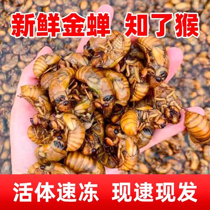 新鲜现抓金蝉结了龟爬叉解拉猴野生知了猴爬拉猴野生速冻冷冻瓶装