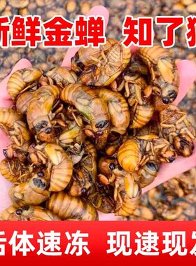 新鲜现抓金蝉结了龟爬叉解拉猴野生知了猴爬拉猴野生速冻冷冻瓶装
