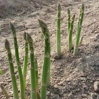 紫绿白色芦笋苗种根四季种植蔬菜花卉绿植阳台盆栽多面生大田种苗