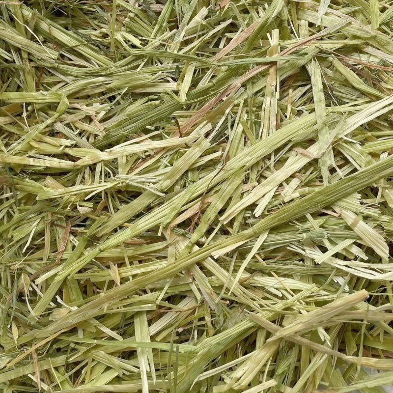 【超宠】【23年12月二压】澳大利亚进口黄金燕麦澳麦干草500g包邮