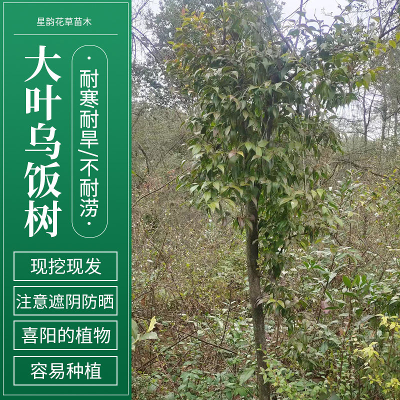 深山老林野外大叶乌饭树苗老桩乌米饭树叶常绿庭院南烛老桩黑米饭