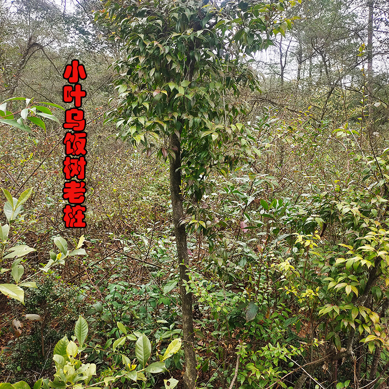 农村深山野外小叶乌饭树老桩南烛树嫁结蓝莓四季长青庭院观赏美化