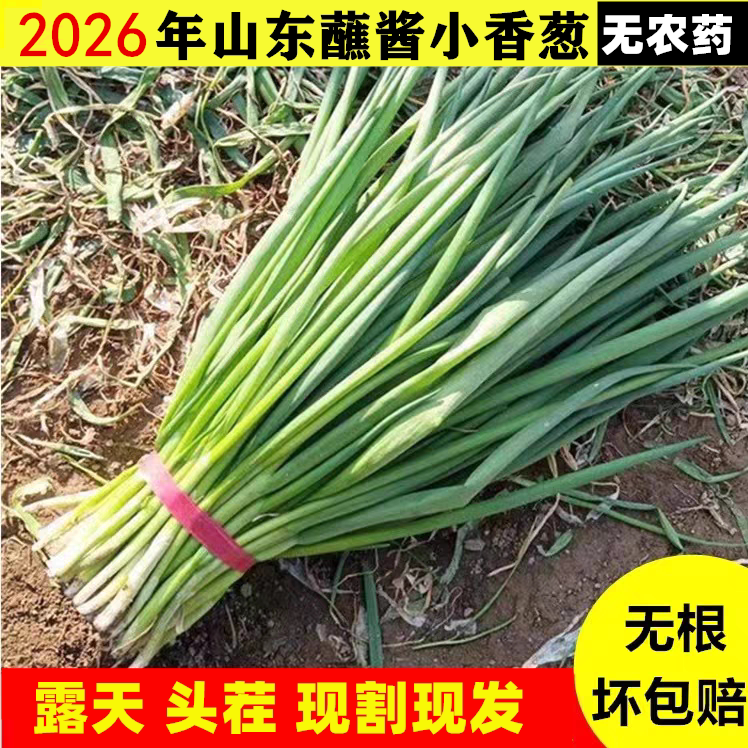 山东新鲜小葱头茬淄博烧烤蘸酱生吃现割特产当季蔬菜无根小香葱苗