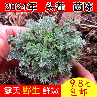 山东新鲜茵陈现挖野生白蒿