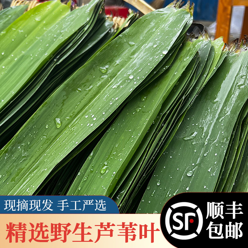 顺丰包邮湖北洪湖新鲜粽叶芦苇叶野生天然现摘端午包粽子寿司叶子