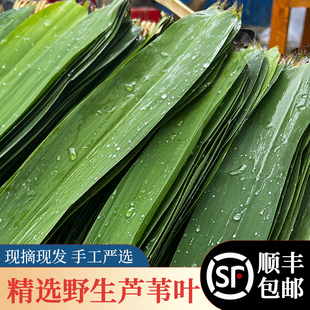 顺丰包邮湖北洪湖新鲜粽叶芦苇叶野生天然现摘端午包粽子寿司叶子