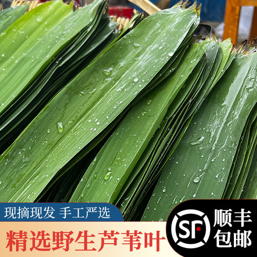 新鲜粽叶包粽子新鲜芦苇叶