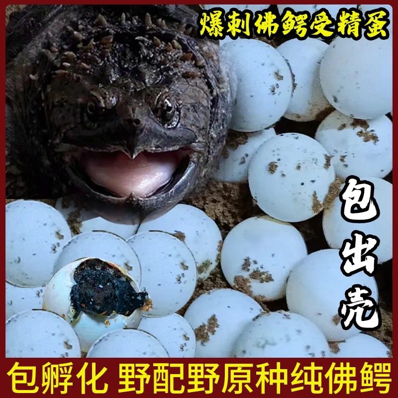 原种佛家养宠物龟受精蛋爆刺大头纯佛拟鳄龟小鳄龟现场开纯佛苗