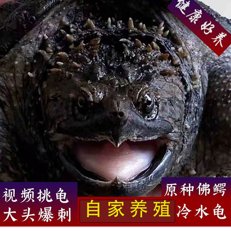 原种纯佛爆刺大头压成拟鳄龟小鳄龟家用乌龟图片