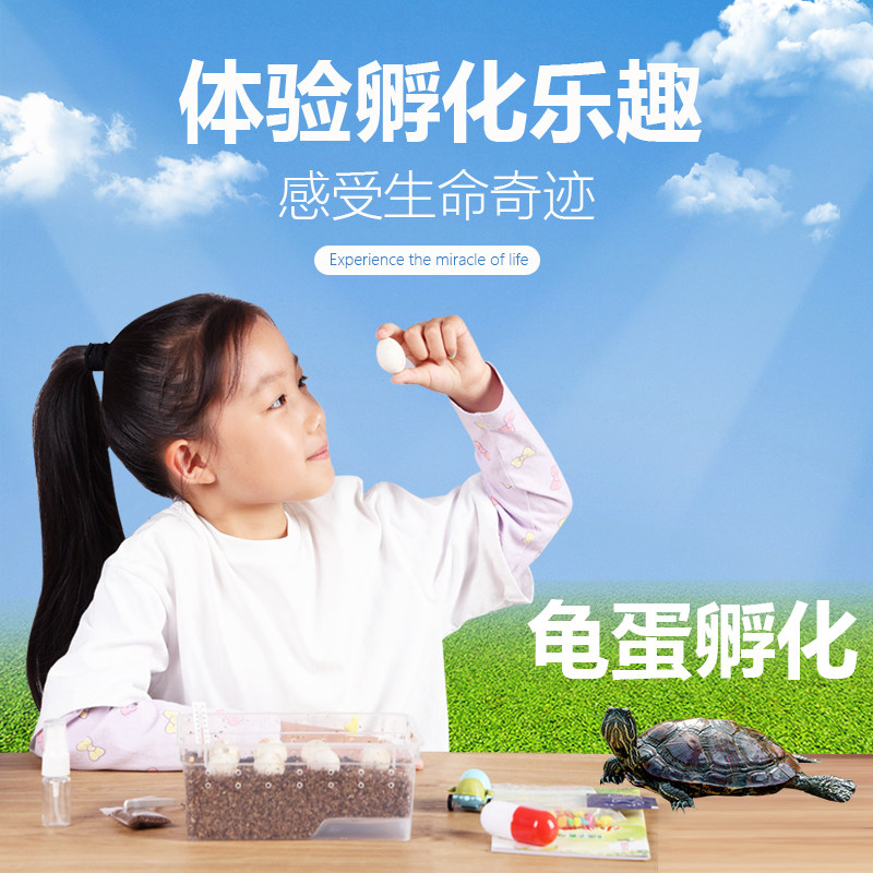可孵化乌龟蛋套装好养活花龟草龟小宠物受精蛋魔盒六一儿童节礼物