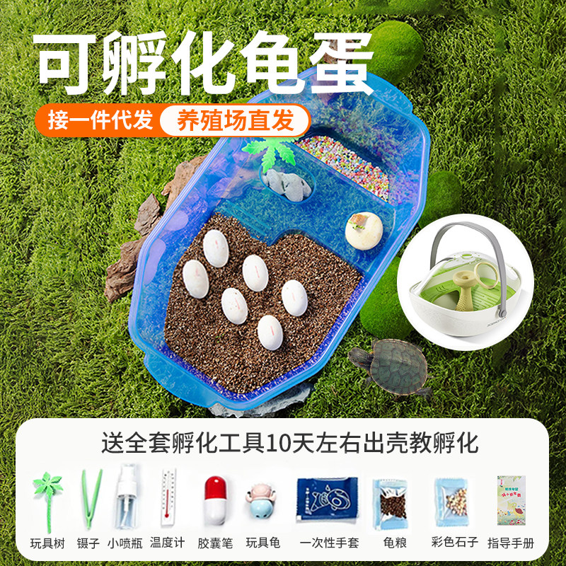 可孵化乌龟蛋套装易存活适合家养儿童小宠物草龟花龟苗受精蛋魔盒
