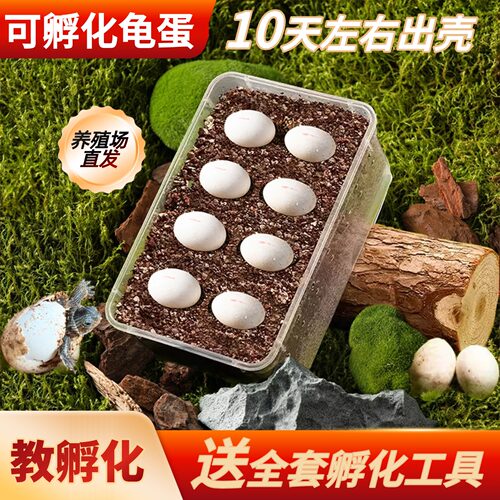 乌龟蛋可孵化套装易存活儿童宠物