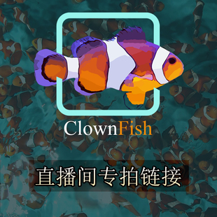 包活公子小丑鱼黑嘴奥黑公子透红黑背心毕加索双带海水海缸闯缸鱼