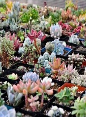 10pcs mix succulent seed lithops pseudotruncatella bonsai g