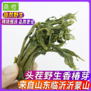 鼎橙 头茬嫩香椿500g 山东特产沂蒙山新鲜香椿芽腌制咸菜酱菜