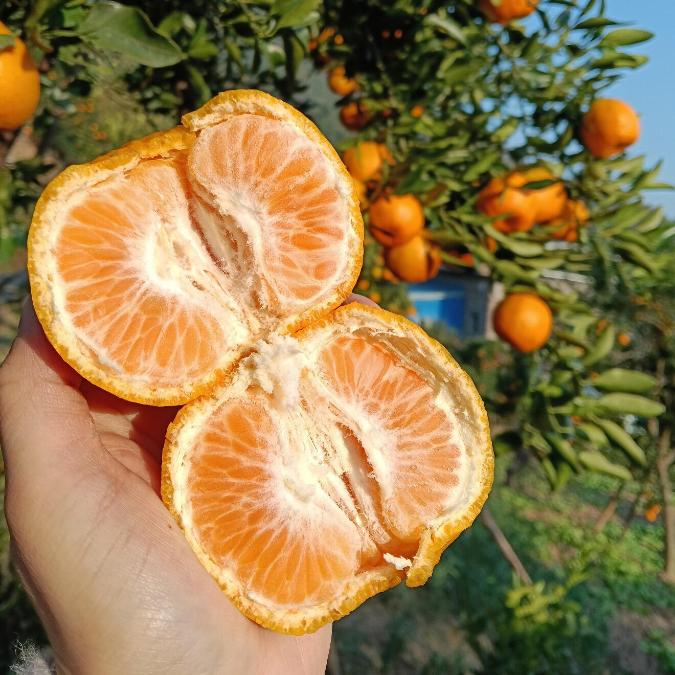 新鲜采摘巫山碰柑新鲜水果皮薄易剥甜嫩多汁应季水果产地直发到家,水产肉类/新鲜蔬果/熟食,橙,淘宝优惠券,粉丝福利购,淘宝优惠卷