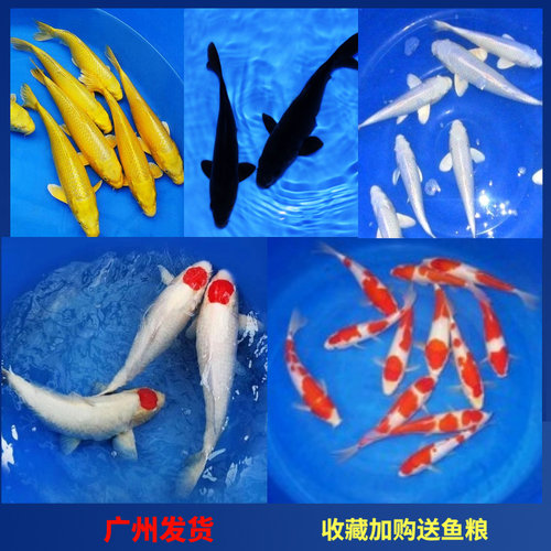 活体纯种三色招财淡水观赏鱼