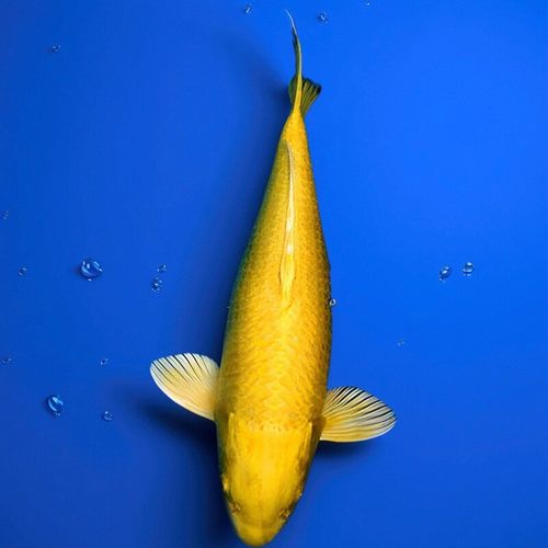 黄金锦鲤活体饲料小鱼