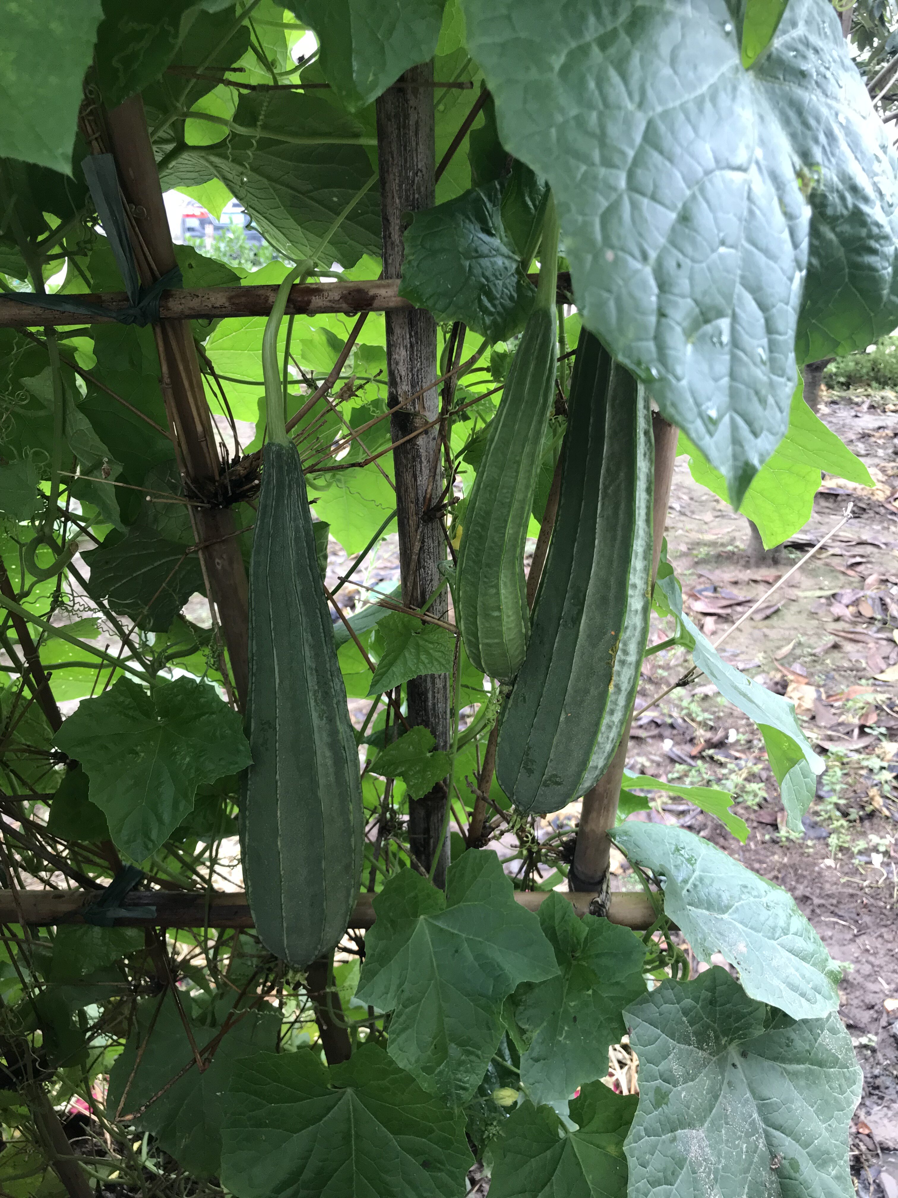2023年新鲜农家露天种植有棱丝瓜八角丝瓜蔬菜3斤5斤