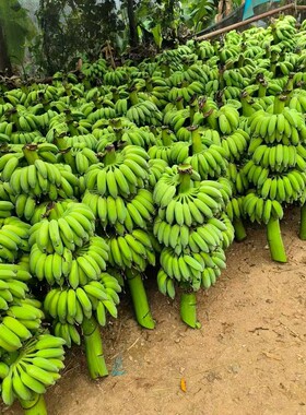 云南河口自然熟高山巴蕉新鲜水果自然熟新鲜包邮