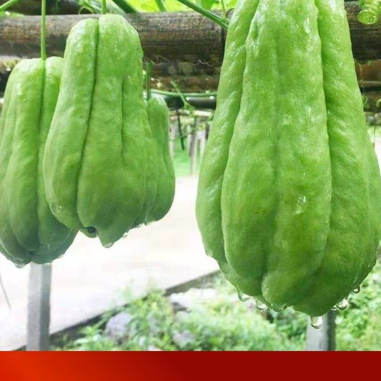 新鲜佛手瓜千金瓜蔬菜当季水果现摘现发坏果包赔新鲜包邮到家,水产肉类/新鲜蔬果/熟食,佛手瓜,淘宝优惠券,粉丝福利购,淘宝优惠卷