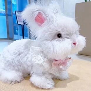 安哥拉兔子活物情侣礼物宠物兔进口血统彩色安哥拉巨型长毛兔活体