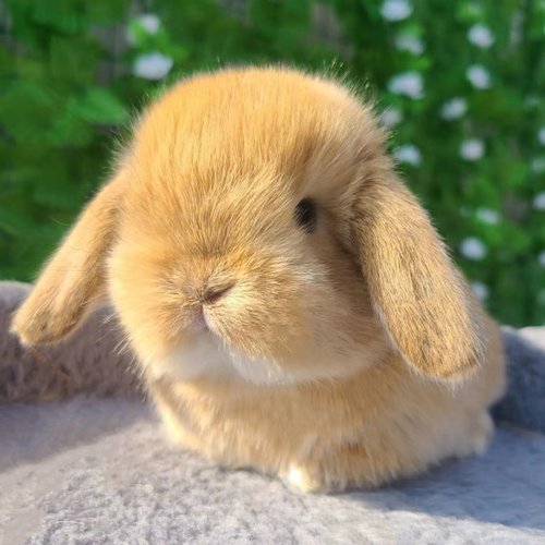 垂耳兔子活物 儿童家养宿舍迷你小体型宠物兔荷兰血统 折耳兔活体