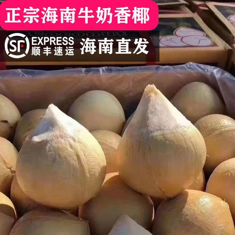 海南牛奶椰子新鲜椰皇小奶椰孕妇去皮小椰青汁奶冻肉可煲鸡汤