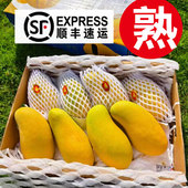 老树果甜 海南三亚金煌芒水仙芒带箱礼盒装 净8斤大青芒甜心芒