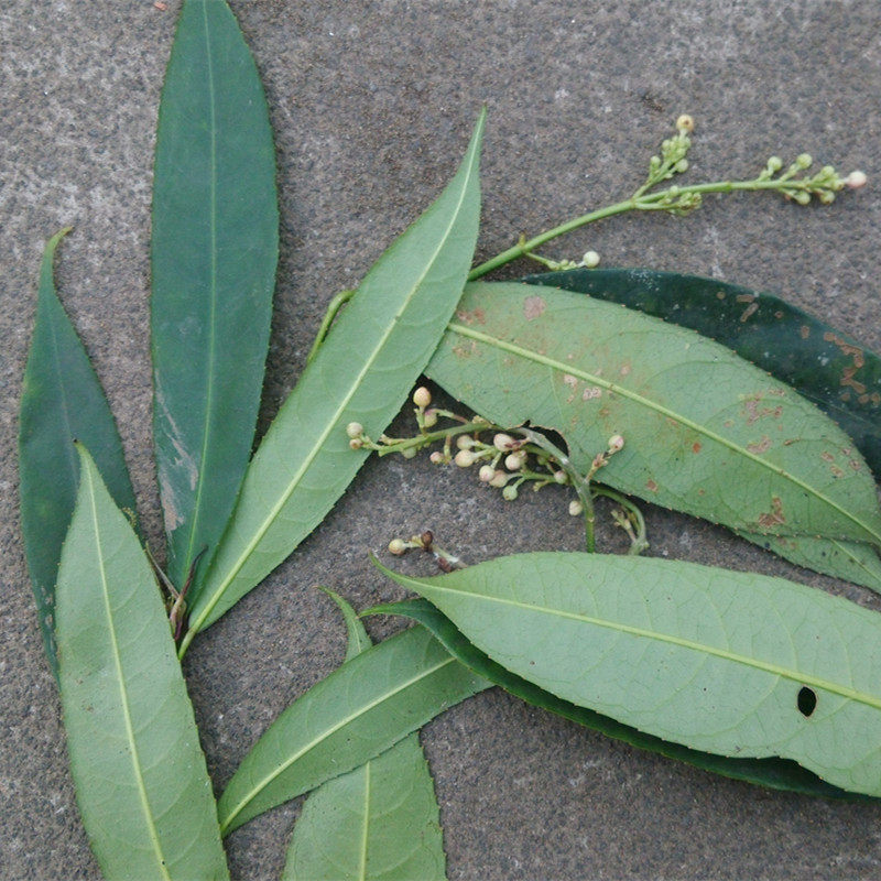 山香圆叶 中药材山香圆叶 两指剑 千打锤七寸钉500克包邮