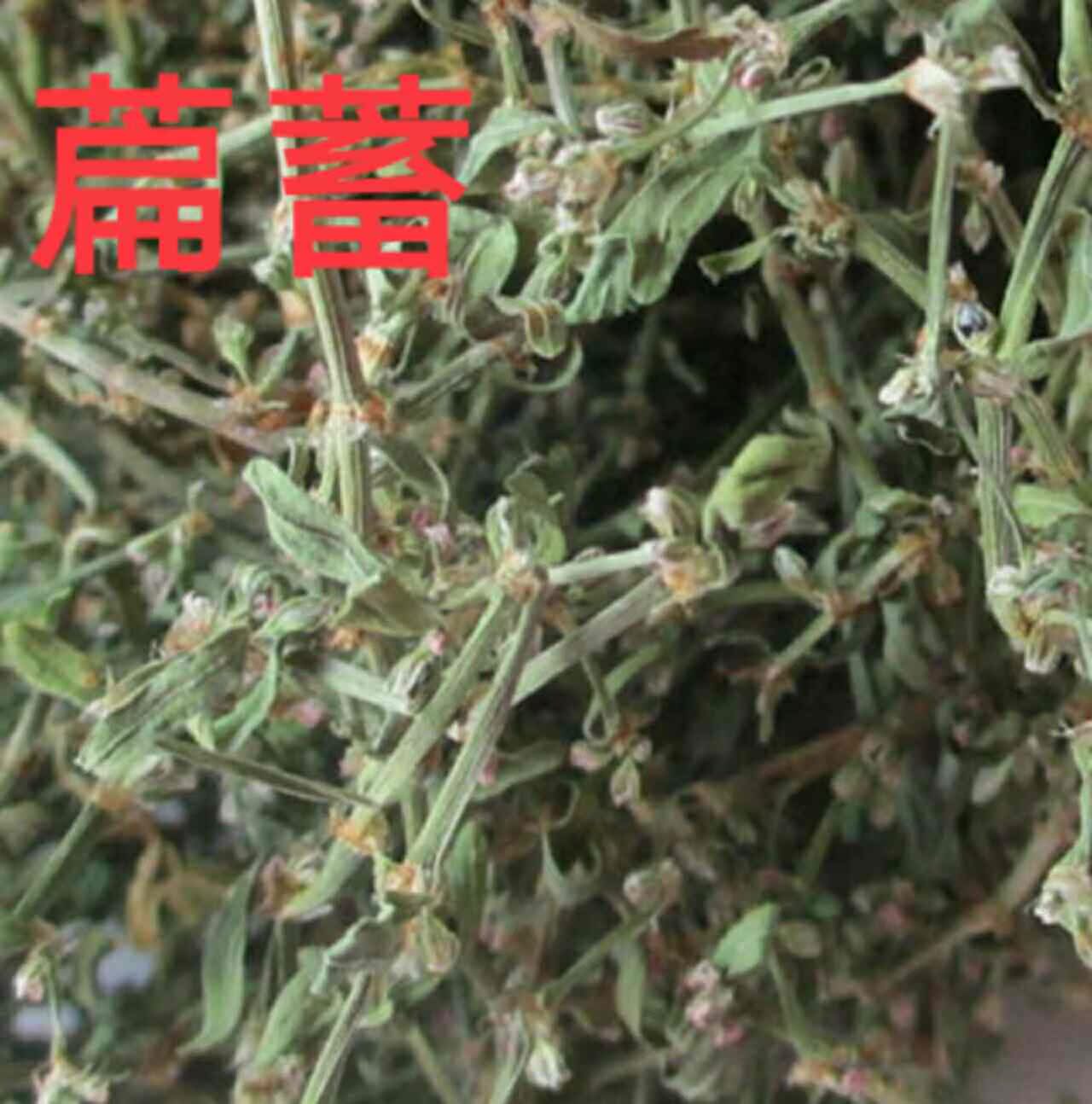 中药材 萹蓄 扁蓄 鸟蓼 扁竹 竹节草 猪牙草 道生草500克包邮
