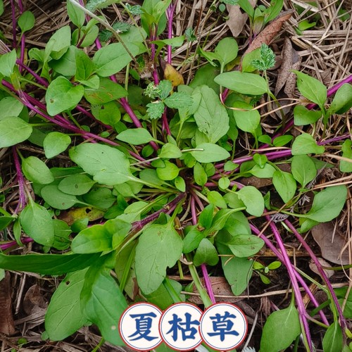 夏枯草苗中草药苗抗瘤癌散节清肝泻火明目散节夏枯草鲜活夏枯草苗