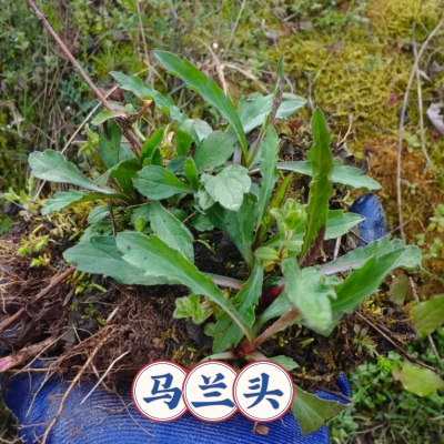 马兰头种苗新鲜野菜食用野菜根苗鸡儿肠凉拌香干红梗野生马兰头根