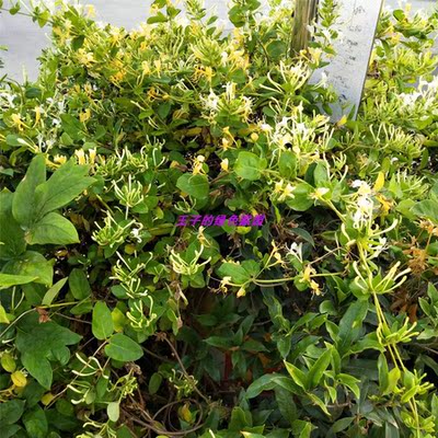 爬藤金银花苗浓香多季开花卉盆栽阳台庭院植物老桩带花苞可食用