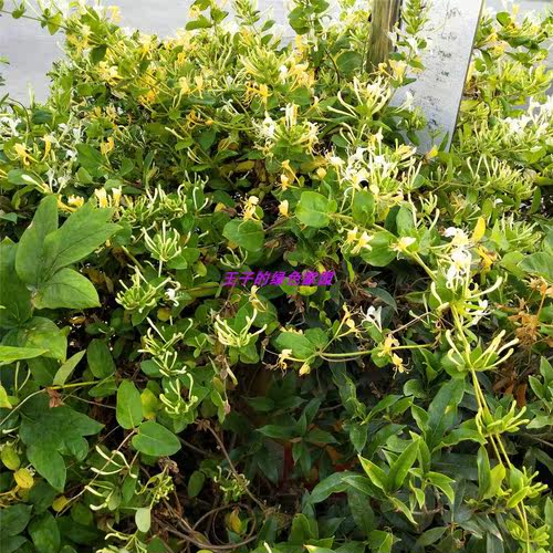 爬藤金银花苗浓香多季开花卉盆栽阳台庭院植物老桩带花苞可食用