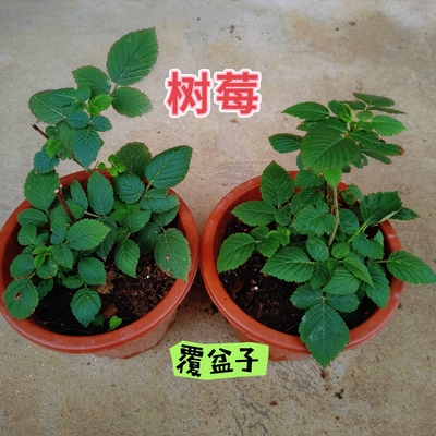 覆盆子苗红果树莓苗可盆栽红果覆盆子耐寒耐热水果苗盆栽保湿发货