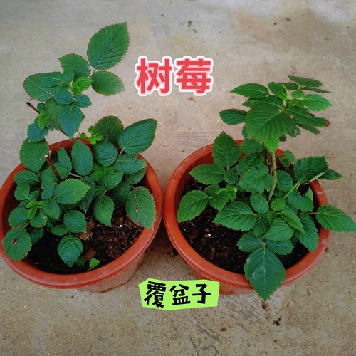 覆盆子苗红果树莓苗可盆栽红果覆盆子耐寒耐热水果苗盆栽保湿发货