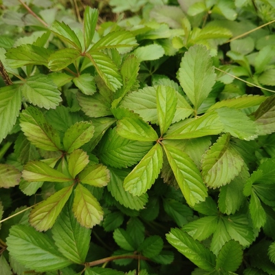 五匹风草药苗五叶莓苗五爪藤苗地五爪委陵菜紫背草五披风中草药苗