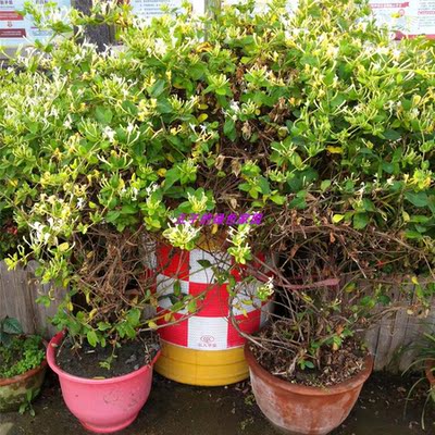 金银花树苗爬藤浓香多开花卉盆栽阳台庭院植物老桩带花苞可食用