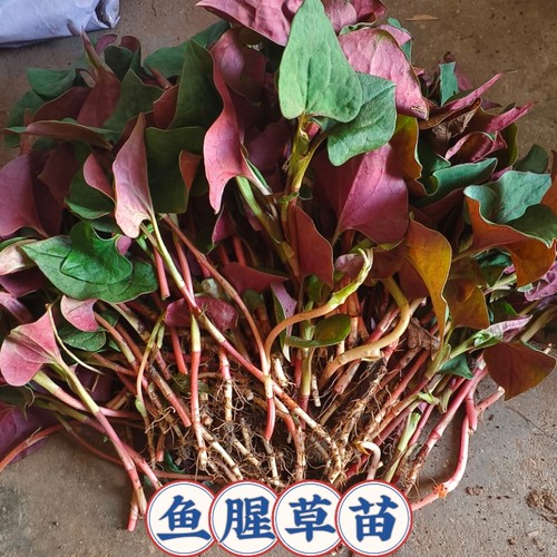 鱼腥草苗折耳根种苗新鲜盆栽四季种根云南贵州四川湖北特产包邮