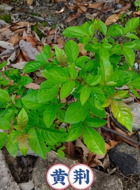 现挖黄荆苗荆条小桩盆景庭院做绿豆腐草木灰原料荆条蜜黄荆盆景