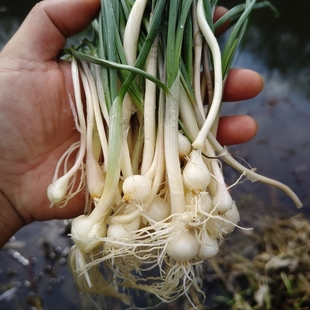 野葱野蒜包邮新鲜现挖小胡葱小香葱苦蒜带叶带须农家野菜薤白包邮