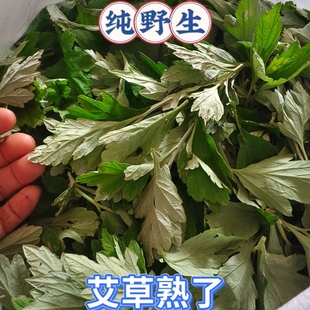 蕲艾叶野生艾草新鲜采摘艾叶湖北艾草艾叶艾绒草现摘新鲜艾草叶