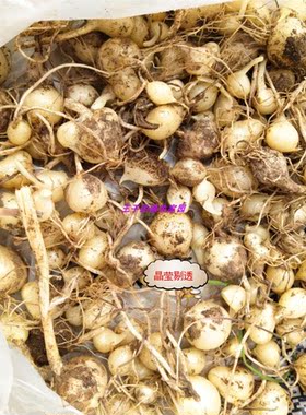 野葱种球野蒜种苗新鲜薤白种苗小根蒜种球现挖小胡葱野香葱炒腊肉