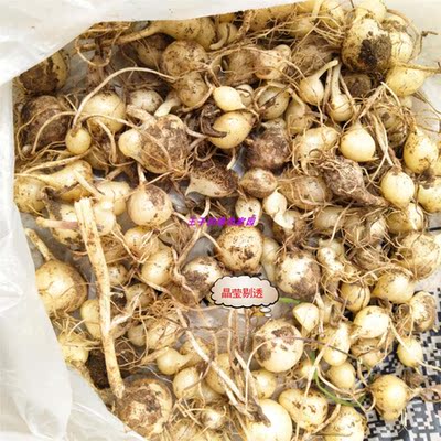 野葱种球野蒜种苗新鲜薤白种苗小根蒜种球现挖小胡葱野香葱炒腊肉