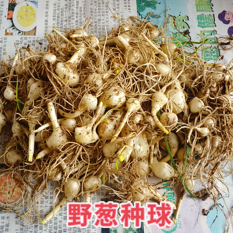 野葱种苗野蒜种球现挖小根蒜种子球大脑瓜苗小山蒜薤白炒腊肉野葱