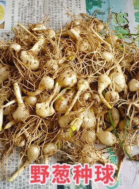 野葱种苗野蒜种球现挖小根蒜种子球大脑瓜苗小山蒜薤白炒腊肉野葱