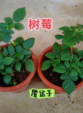 树莓苗盆栽覆盆子树莓苗带盆易活树莓苗大果刺莓苗野草莓蓬蘽盆栽